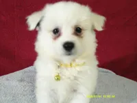 D-Yellow, a female American Eskimo for sale in Anderson, SC – 1 of 5