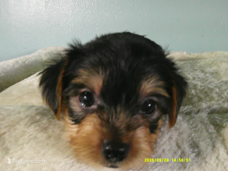 Maverick-Orange – Yorkshire Terrier puppy for sale in Anderson, SC