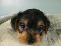 Maverick-Orange, a male Yorkshire Terrier for sale in Anderson, SC – 1 of 8