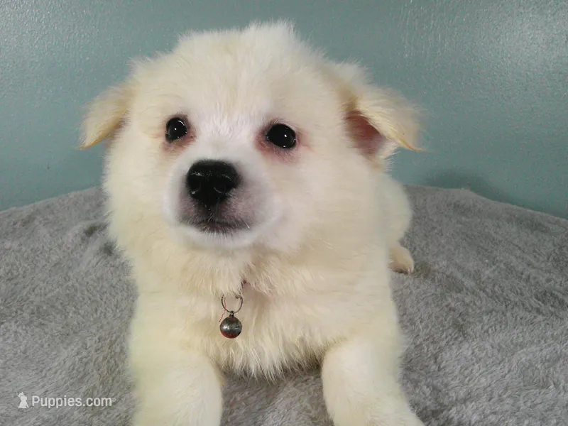 S-Yellow – American Eskimo puppy for sale in Anderson, SC
