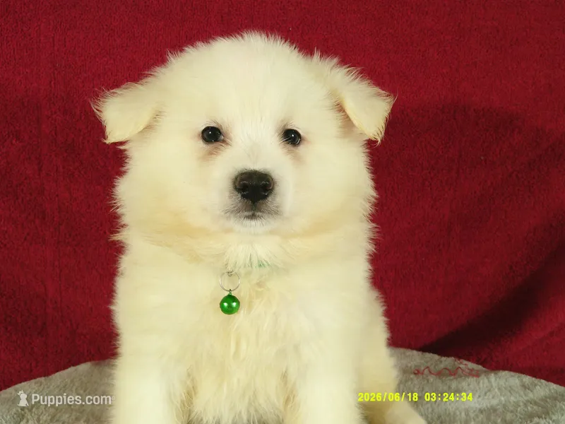 Green - L – American Eskimo puppy for sale in Anderson, SC