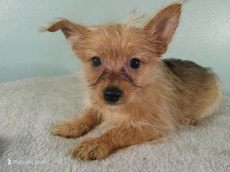 Charlotte PURPLE – Pomeranian, Yorkshire Terrier puppy for sale in Anderson, SC