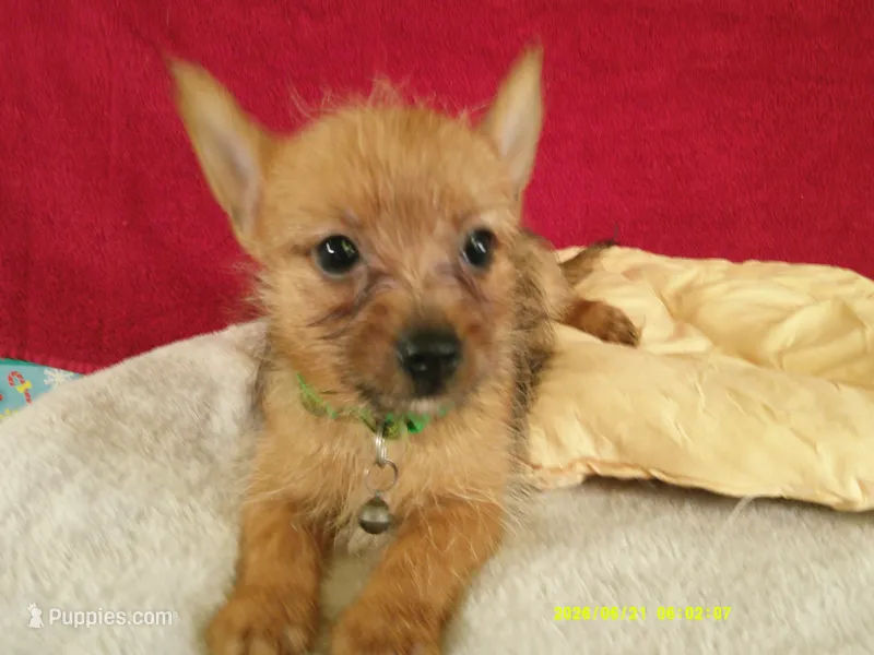 Noah GREEN – Pomeranian, Yorkshire Terrier puppy for sale in Anderson, SC