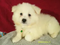 Green - L, a male American Eskimo for sale in Anderson, SC – 4 of 5