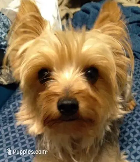 Charlotte, a female Pomeranian and Yorkshire Terrier for sale in Anderson, SC – Photo 3 of 4