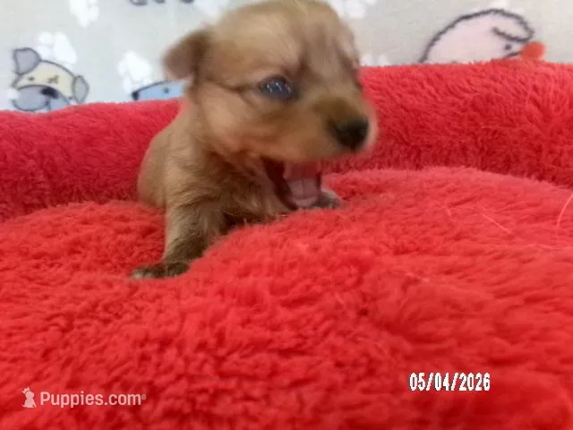 Charlotte – Pomeranian, Yorkshire Terrier puppy for sale in Anderson, SC