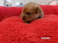 Charlotte, a female Pomeranian and Yorkshire Terrier for sale in Anderson, SC – Photo 2 of 4