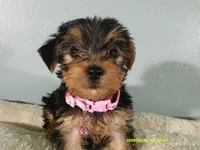Scarlett-PINK, a female Yorkshire Terrier for sale in Anderson, SC – 5 of 8