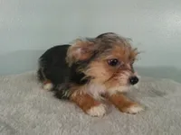 Liam BLACK, a male Pomeranian and Yorkshire Terrier for sale in Anderson, SC – 4 of 10