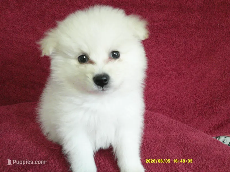 Robert – Pomeranian puppy for sale in Anderson, SC