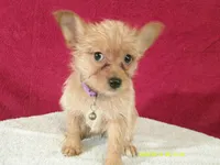 Charlotte PURPLE, a female Pomeranian and Yorkshire Terrier for sale in Anderson, SC – 2 of 10