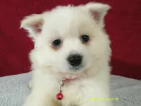 S-Red, a male American Eskimo for sale in Anderson, SC – 3 of 4
