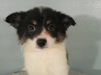 Jasper, a male Pomeranian for sale in Anderson, SC – 3 of 10