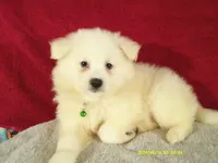 Green - L, a male American Eskimo for sale in Anderson, SC – 3 of 5