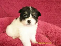 Jasper, a male Pomeranian for sale in Anderson, SC – 4 of 5