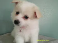 PS-Pink, a female American Eskimo for sale in Anderson, SC – 4 of 5