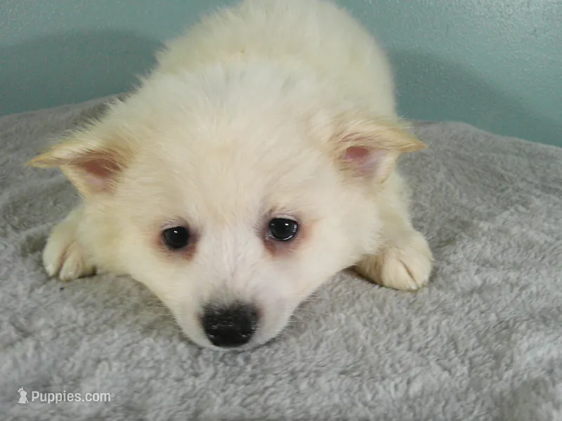 S-Red – American Eskimo puppy for sale in Anderson, SC
