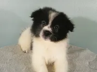 Dylan, a male Pomeranian for sale in Anderson, SC – 6 of 10