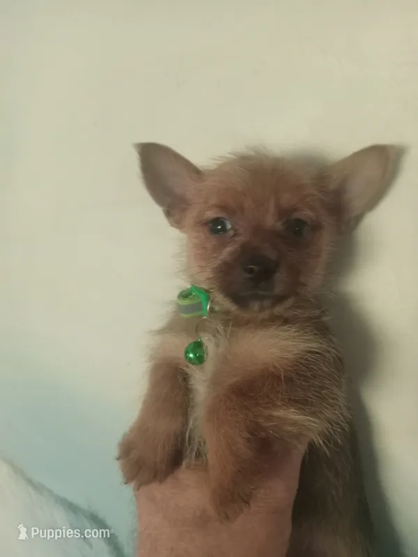 Noah GREEN – Pomeranian, Yorkshire Terrier puppy for sale in Anderson, SC