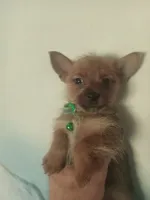 Noah GREEN, a male Pomeranian and Yorkshire Terrier for sale in Anderson, SC – 1 of 10
