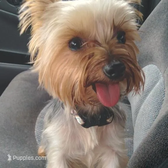 Tommy, a male Yorkshire Terrier for sale in Anderson, SC – Photo 9 of 10