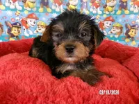 Tommy, a male Yorkshire Terrier for sale in Anderson, SC – Photo 3 of 10
