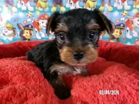 Tommy, a male Yorkshire Terrier for sale in Anderson, SC – Photo 8 of 10