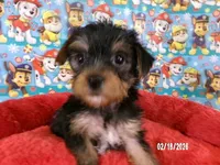 Tommy, a male Yorkshire Terrier for sale in Anderson, SC – Photo 5 of 10