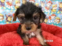 Tommy, a male Yorkshire Terrier for sale in Anderson, SC – Photo 2 of 10