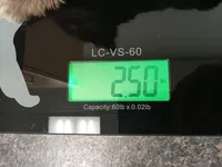 Tommy, a male Yorkshire Terrier for sale in Anderson, SC – Photo 7 of 10