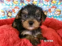 Tommy, a male Yorkshire Terrier for sale in Anderson, SC – Photo 1 of 10