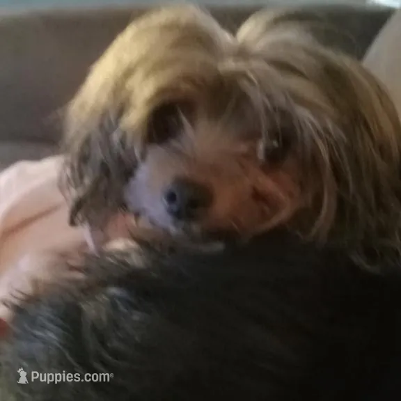 Tommy, a male Yorkshire Terrier for sale in Anderson, SC – Photo 10 of 10