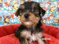 Tommy, a male Yorkshire Terrier for sale in Anderson, SC – Photo 4 of 10