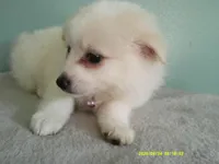 PS-Pink, a female American Eskimo for sale in Anderson, SC – 2 of 5