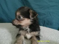 Mia, a female Pomeranian and Yorkshire Terrier for sale in Anderson, SC – 3 of 10