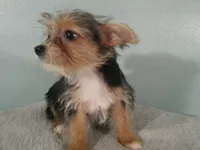 Liam BLACK, a male Pomeranian and Yorkshire Terrier for sale in Anderson, SC – 3 of 10