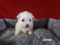 Becky, a female American Eskimo for sale in Anderson, SC – Photo 4 of 4