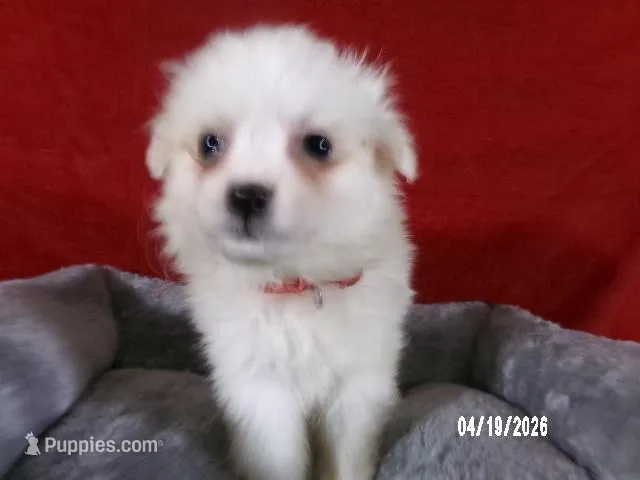 Becky - Red – American Eskimo puppy for sale in Anderson, SC