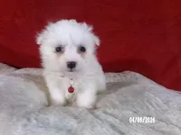 Becky - Red, a female American Eskimo for sale in Anderson, SC – Photo 1 of 10