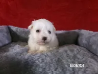 Becky, a female American Eskimo for sale in Anderson, SC – Photo 3 of 4