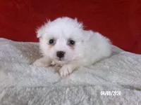 Becky - Red, a female American Eskimo for sale in Anderson, SC – Photo 4 of 10