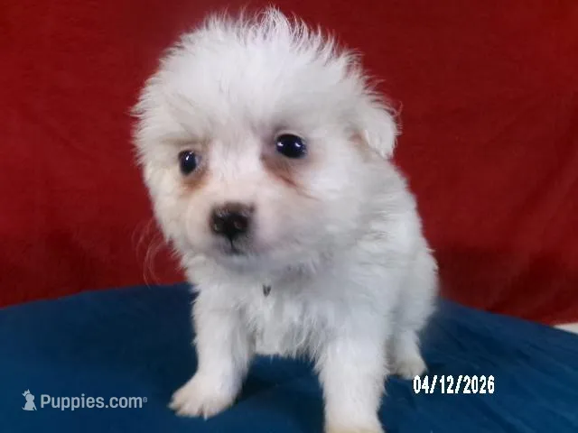 Becky - Red – American Eskimo puppy for sale in Anderson, SC