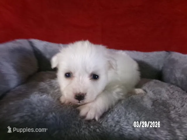 Becky – American Eskimo puppy for sale in Anderson, SC