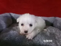Becky, a female American Eskimo for sale in Anderson, SC – Photo 1 of 4