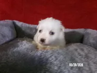 Becky, a female American Eskimo for sale in Anderson, SC – Photo 2 of 4