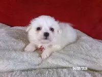 Becky - Red, a female American Eskimo for sale in Anderson, SC – Photo 3 of 10