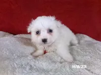 Becky - Red, a female American Eskimo for sale in Anderson, SC – Photo 5 of 10