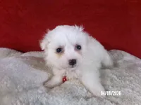 Becky - Red, a female American Eskimo for sale in Anderson, SC – Photo 2 of 10