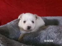 Mary, a female American Eskimo for sale in Anderson, SC – Photo 2 of 4