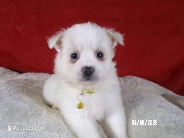 Mary - Yellow – American Eskimo puppy for sale in Anderson, SC